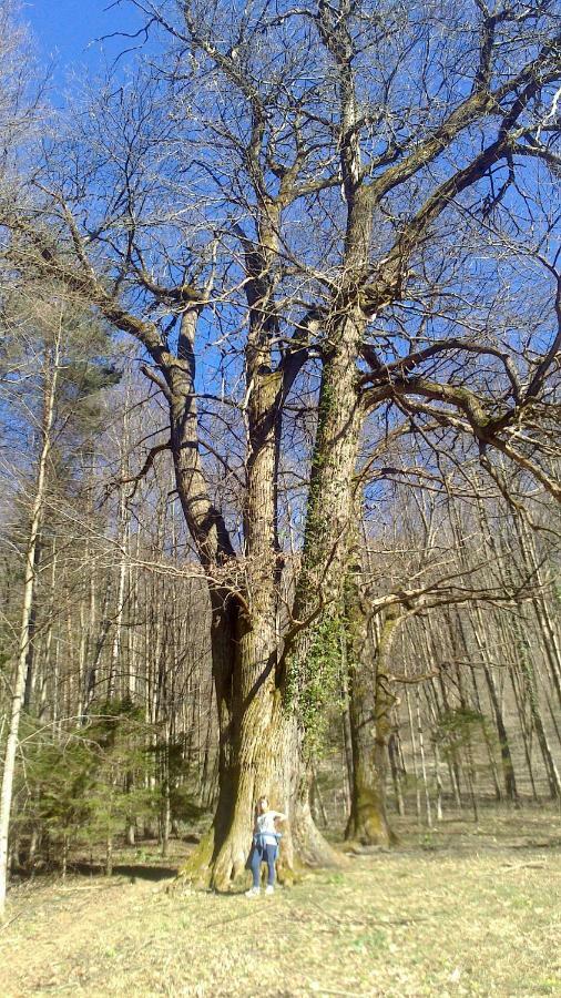 Chalet Il Fungo Averara Zewnętrze zdjęcie