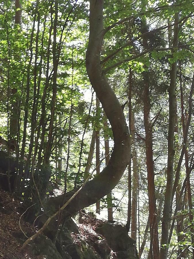 Chalet Il Fungo Averara Zewnętrze zdjęcie